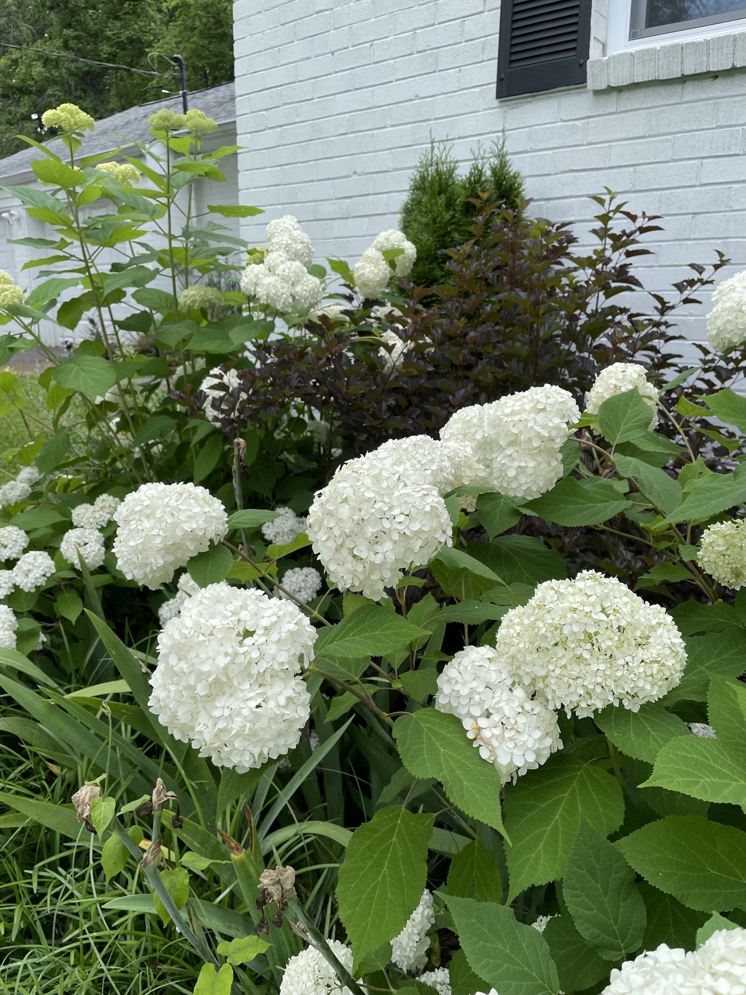 Layered garden planting with green foliage