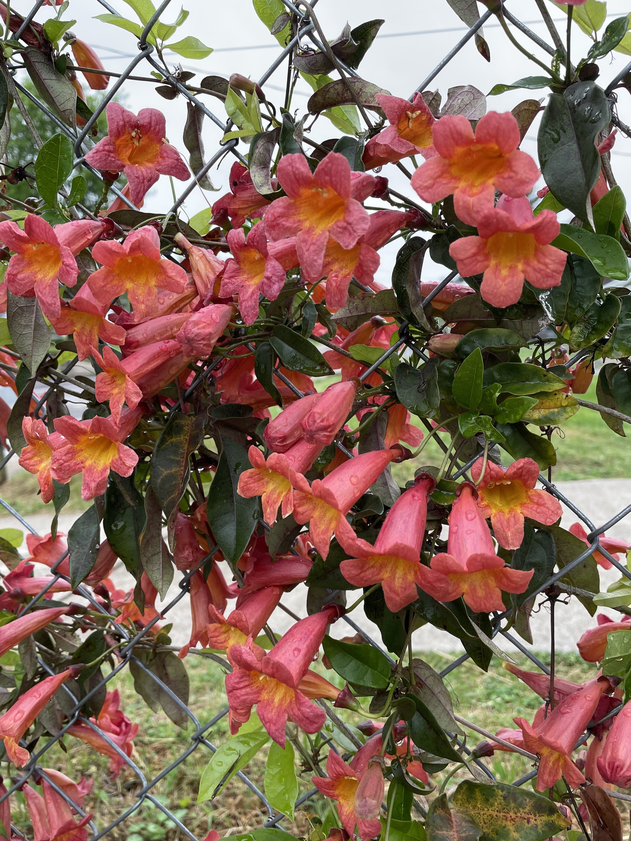 Established planting with seasonal color