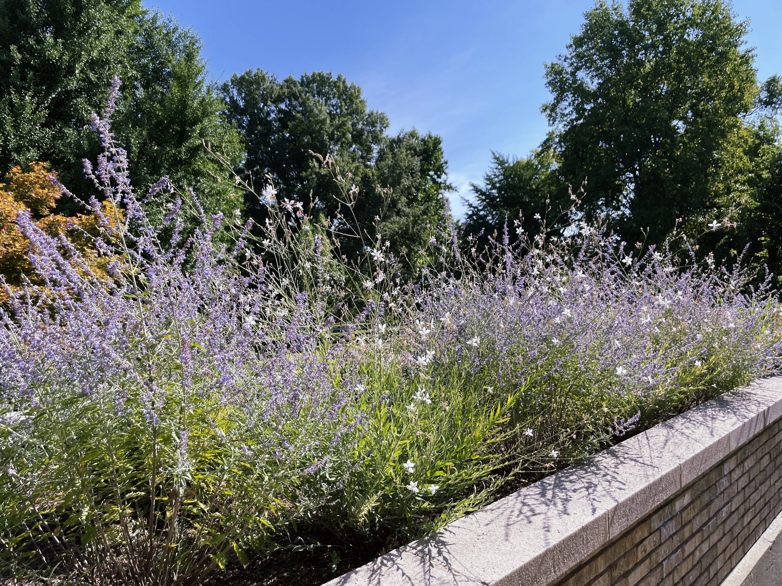 Low garden planting beside a home